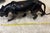 1960s Vintage Black Panther For Sale - Image 5 of 7