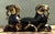 Vintage Egyptian Gilt Tipped Rams Head Sculpture For Sale - Image 12 of 12