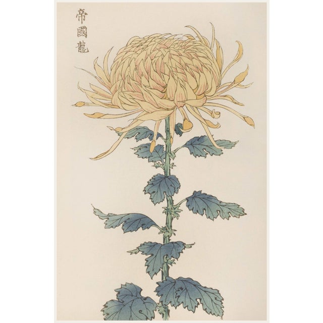Yellow Mum by Hasegawa, Vintage Japanese Botanical Art Print, 40" X 60" For Sale