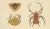R.d.V and A.J.W, Sumatra Gasteracantha Spiders, 1887, Paper For Sale - Image 5 of 10