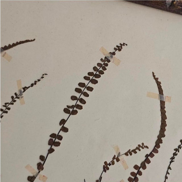 Swiss Herbarium Panels from École Dagriculture de Grangeneuve, 1920s, Set of 4 For Sale - Image 4 of 18