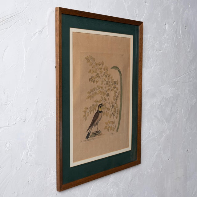 The Lark, Mark Catesby, C.1754 | Chairish