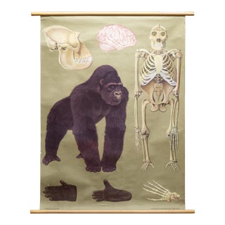 Vintage Gorilla Classroom Anatomy Scroll c.1959 For Sale