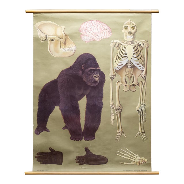 Vintage Gorilla Classroom Anatomy Scroll c.1959 For Sale
