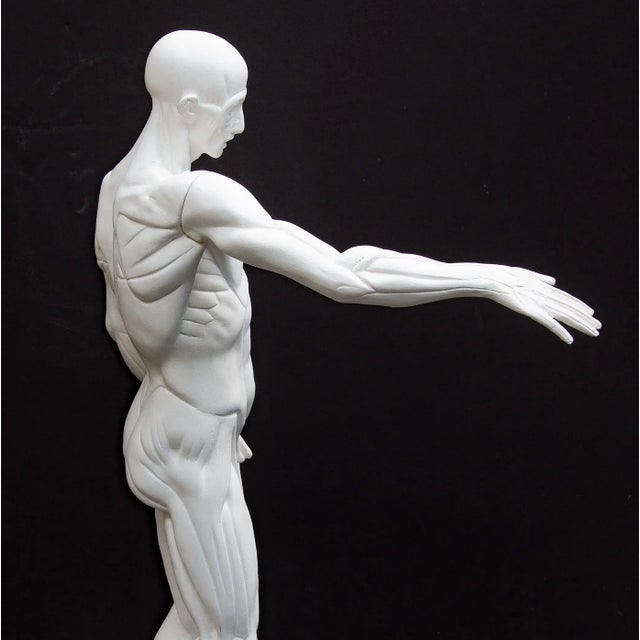Anatomical Sculpture of Nude Male "L'Ecorche" After Jean Antoine Houdon For Sale - Image 9 of 13