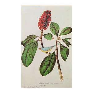 1966 Vintage Cottage Print "Bonaparte's Flycatcher" After John James Audubon