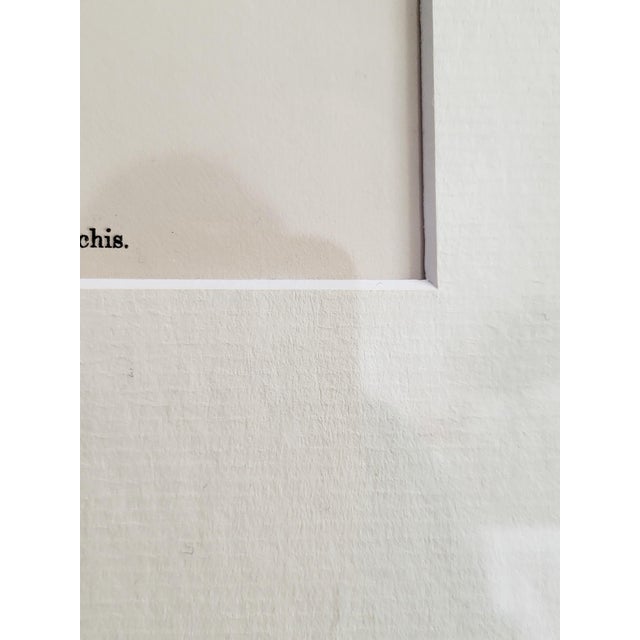 Orchids, 19th Century, Hand Coloured Print Montage For Sale - Image 17 of 18