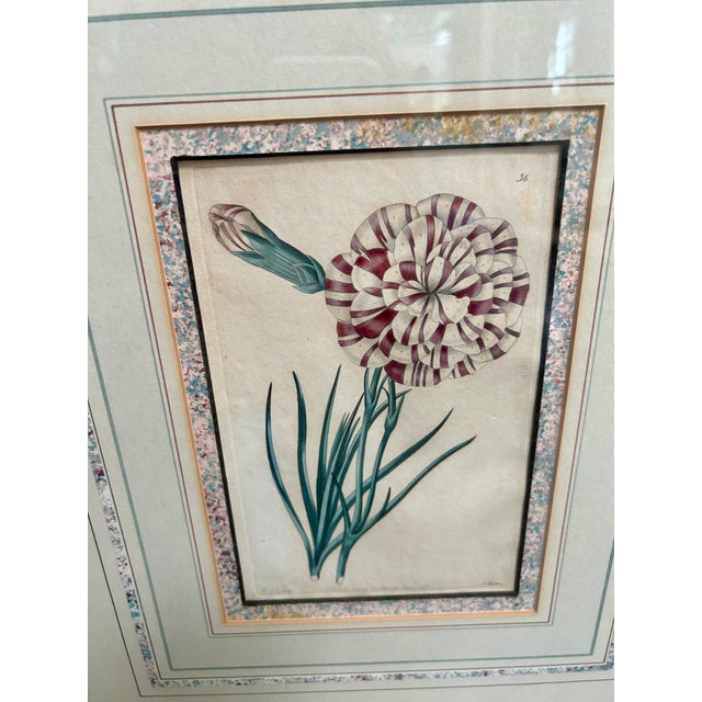 Wood Set of 4 Antique Botanical Engravings by Robert Sweet, Hand-Colored C. 1827-28 For Sale - Image 7 of 14