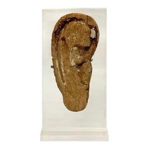 Late-Period to Ptolemaic Period Egyptian Wooden Mummy Mask Ear on Custom Mount