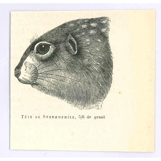 Spermophilus is an original lithograph on ivory-colored paper, realized by Paul Gervais (1816-1879). The artwork is from...