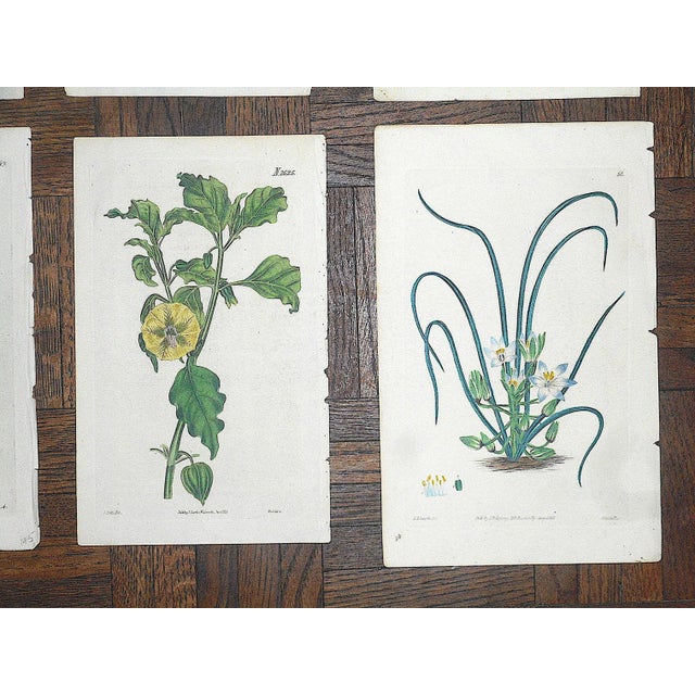 Mid 19th Century Antique 19th Century Botanical Engravings-Hand Color-Set of 12 For Sale - Image 5 of 7