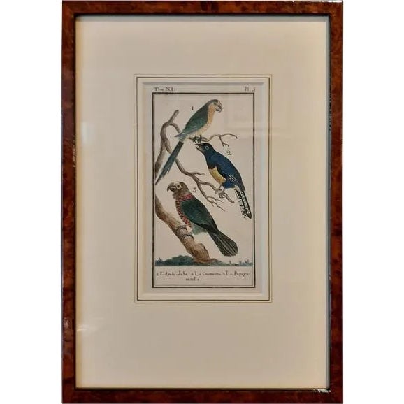 Buffon, Various Parrot Species, 1787, Print For Sale