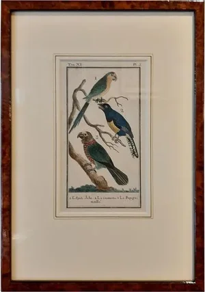 Buffon, Various Parrot Species, 1787, Print