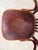 Art Nouveau Viennese Bentwood Seating Suite from Gebrüder Thonet, 1890s, Set of 3 For Sale - Image 18 of 18