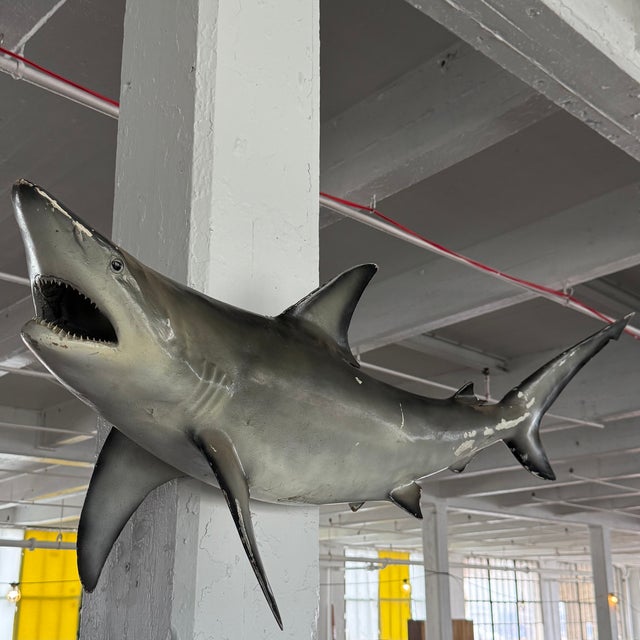 This commanding, mid-century, trophy mount captures the powerful, hydrodynamic silhouette of a mako shark - the ocean's...