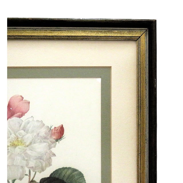Pair of P. J. Redoute French Botanical Still Life Roses Framed Lithographs Prints Floral Flowers Pink & White For Sale In Providence - Image 6 of 8