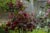 Antonio Celli, Garden, Oil on Canvas, Framed For Sale - Image 4 of 6