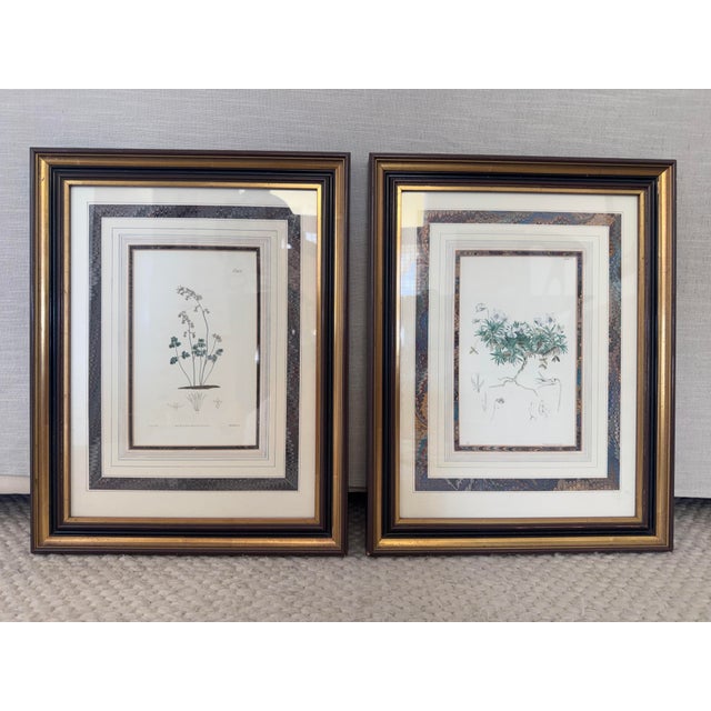 This is a pair of beautifully framed antique botanical prints, each with paperwork explaining the image, originally...