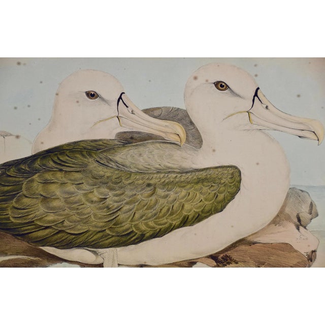 Three Gould Hand-Colored Lithographs From Birds of Australia and New Zealand, 1840-1848 For Sale - Image 12 of 12