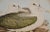 Three Gould Hand-Colored Lithographs From Birds of Australia and New Zealand, 1840-1848 For Sale - Image 12 of 12
