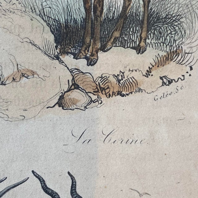 French Antique 18th Century "La Gazelle" Animal Engraving Hand Colored Signed Artwork For Sale In Portland, ME - Image 6 of 12