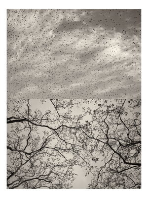 Jaume Llorens Bach, Gaia Diptych #127, Monochrome Photographic Print