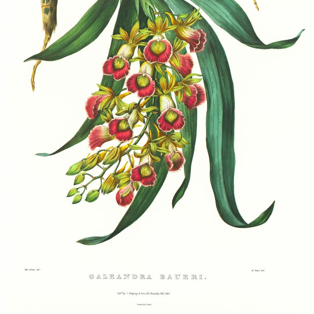 Realism Large 1973 Orchid Flower Lithograph "Galeandra Baueri" (Mr. Bauer's Galeandra) After James Bateman For Sale - Image 3 of 7
