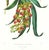 Realism Large 1973 Orchid Flower Lithograph "Galeandra Baueri" (Mr. Bauer's Galeandra) After James Bateman For Sale - Image 3 of 7