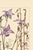 Contemporary Bell Flowers Plate 1, Vintage Botanical Art Print Reproduction, 32" X 48" For Sale - Image 3 of 12