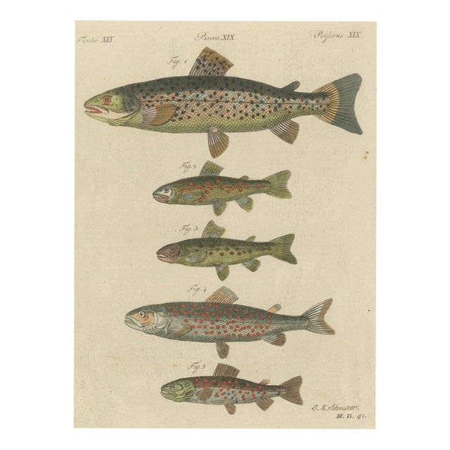 Bertuch, Five Trout with Salmon Trout and Alpine Char, 1805, Print For Sale