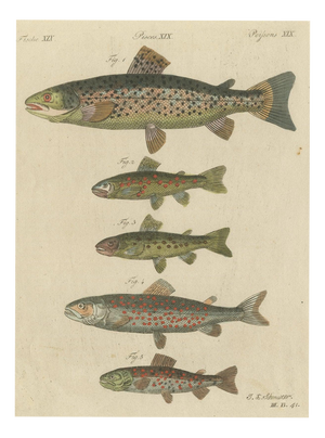Bertuch, Five Trout with Salmon Trout and Alpine Char, 1805, Print