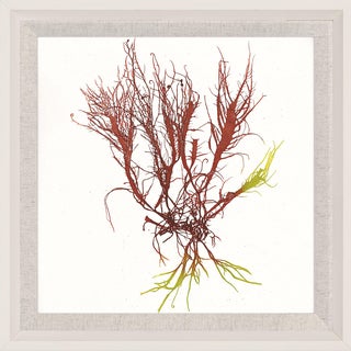 Bradbury Seaweeds 14, Framed Artwork For Sale