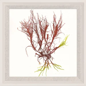 Bradbury Seaweeds 14, Framed Artwork