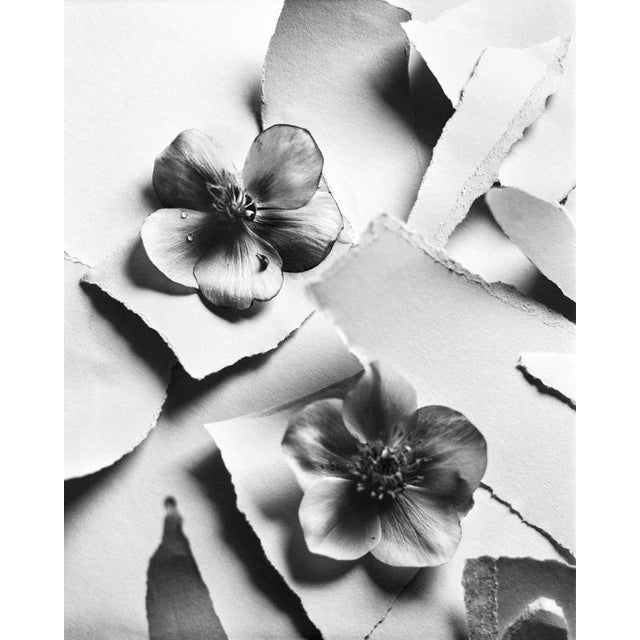Early 21st Century Black Hellebore no.2 - Black and White Floral Photography, Limited Edition 20 2024 For Sale - Image 5 of 5