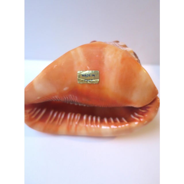 Shell Italian Cameo Shell Seashell, Neoclassical Style, Mid-20th Century, Italy For Sale - Image 7 of 8