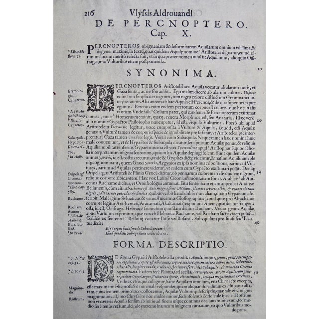 16th Century Eagle: A 16th/17th Century Hand-Colored Engraving by Aldrovandi, 1599 For Sale - Image 5 of 5