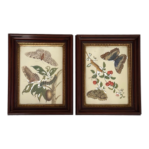 Vintage Butterfly & Botanical Study Prints, Set of 2, Classical Natural History Style Reproduction