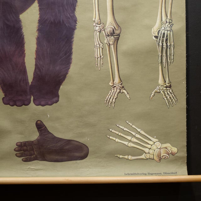 Mid 20th Century Vintage Gorilla Classroom Anatomy Scroll c.1959 For Sale - Image 5 of 7