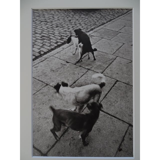Henri Cartier-Bresson, Dogs, Photolithograph For Sale - Image 7 of 8
