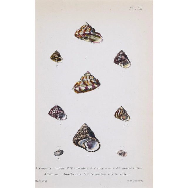 Printmaking Materials 19th Century Antique Hand Colored English Shell Prints by John Jeffreys 1869-A Pair For Sale - Image 7 of 11