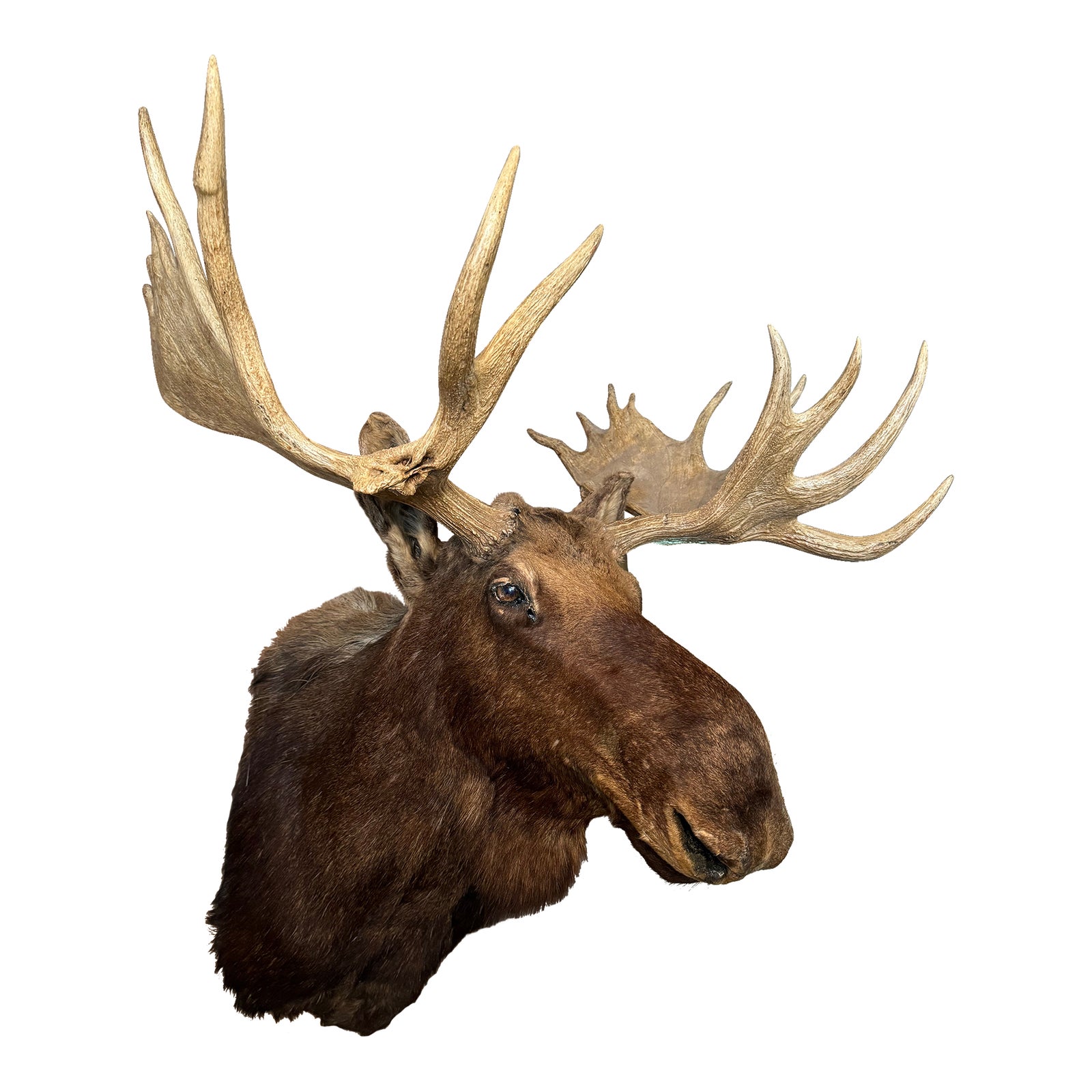 Mid 20th Century Taxidermy Moose Head and Shoulder Mount With Antler ...