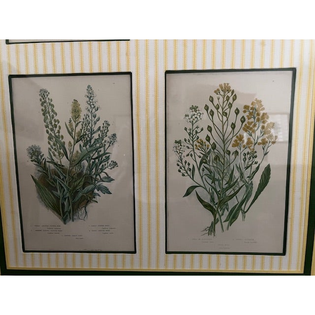 Four Vintage Botanical Prints Exquisitly Framed & Matted For Sale - Image 4 of 6