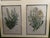 Four Vintage Botanical Reproduction Prints Exquisitly Framed For Sale - Image 4 of 6