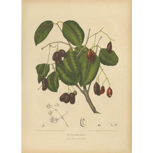 Sheep van Nooten, Java Plum Botanical, 1880, Chromolithograph For Sale - Image 9 of 9
