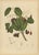 Sheep van Nooten, Java Plum Botanical, 1880, Chromolithograph For Sale - Image 9 of 9