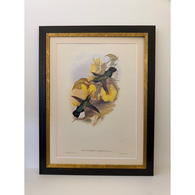 1990s Framed Print, White-Tailed Sabrewing Hummingbird (Plate 46- Hill House Edition) Reproduction Print After John Gould For Sale - Image 9 of 9