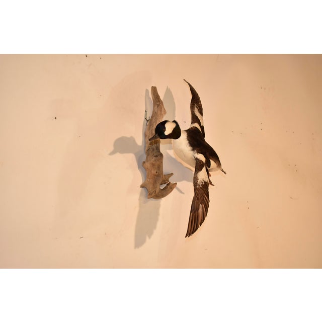 Rustic Bufflehead Duck Mounted on Driftwood Wall Mount For Sale - Image 3 of 9