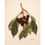 1900s U. P. Hedrick, Original Antique Photogravure of Early Purple Cherries For Sale