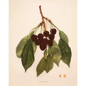 1900s U. P. Hedrick, Original Antique Photogravure of Early Purple Cherries