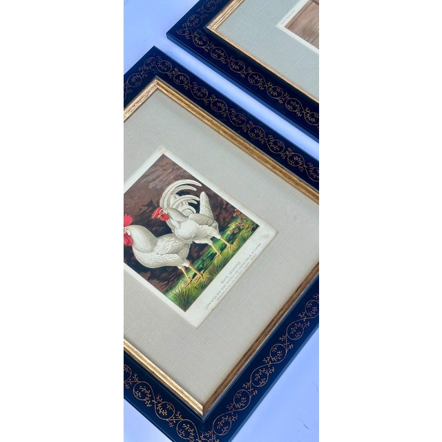 White Leghorn Chicken & Black Polish, Framed Pair by Cassell, 1890 For Sale - Image 6 of 8
